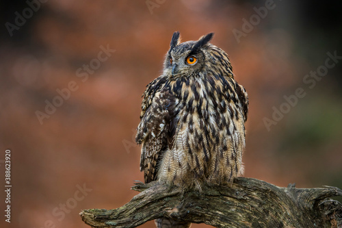 Close-up portrait of a great strong brown owl with huge red eyes on a red and green trees background. Eurasian Eagle Owl, Bubo bubo