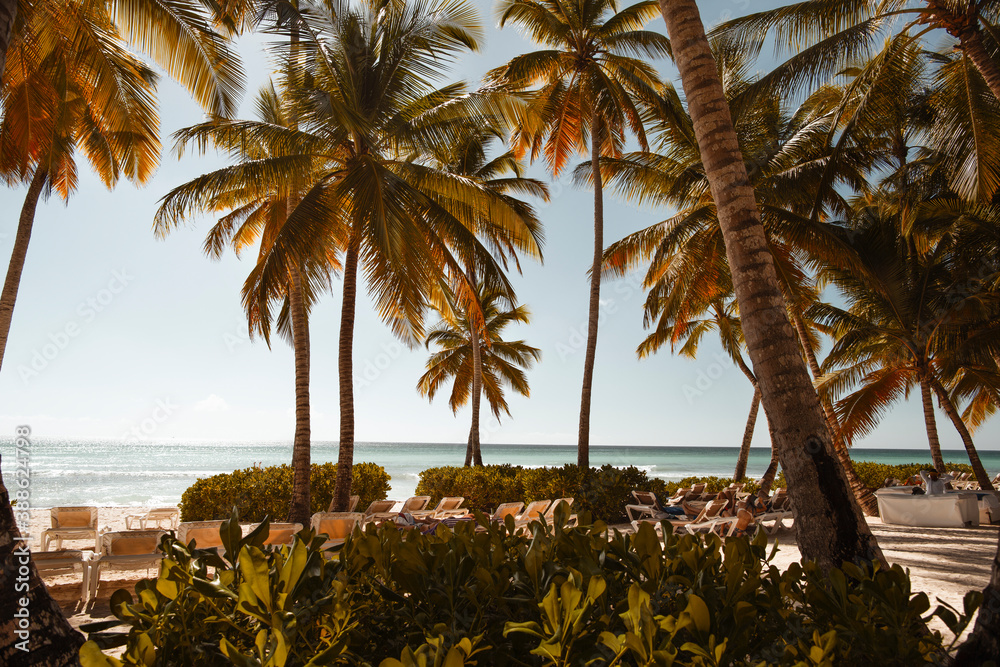View through the palm trees of Saona Island to the Caribbean Sea