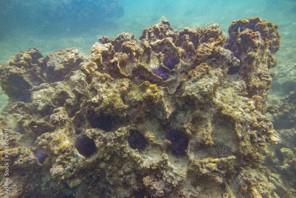 Naklejka premium Indian Ocean Corals