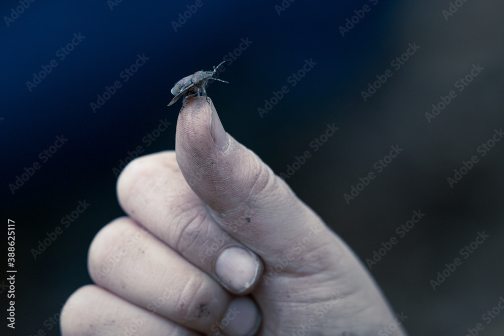Obraz premium Green Shield Bug On Thumb Of A Hand