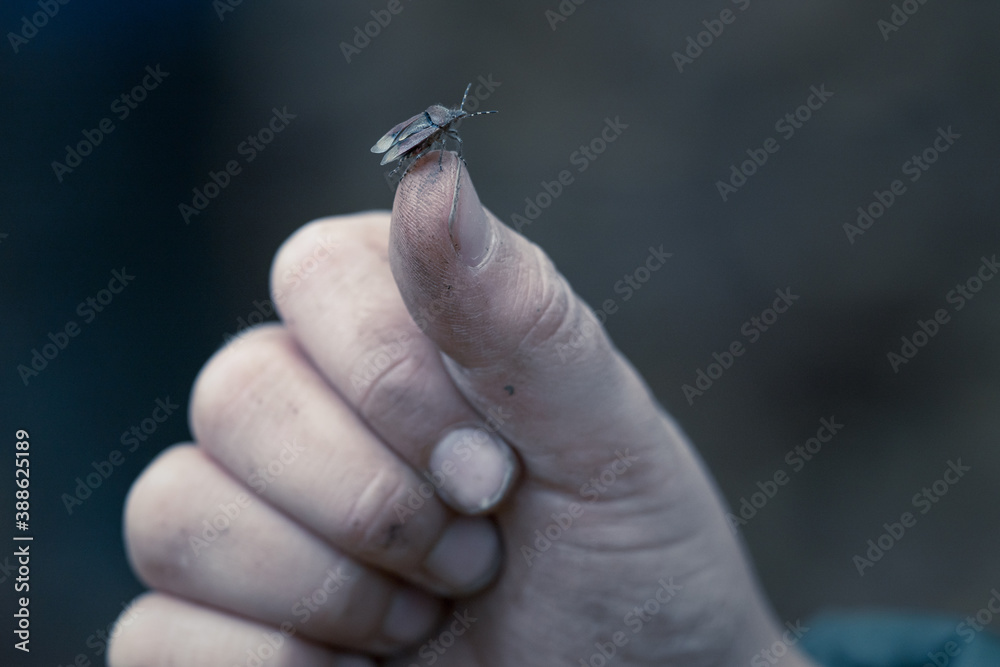 Green Shield Bug On Thumb Of A Hand