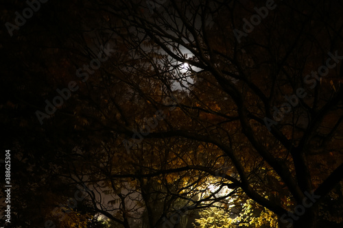 tree at night