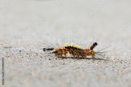 Gorgeous colorful larva of moth in a natural environment on a neutral green background. Czech Republic. Vapourer Moth, The Rusty Tussock Moth, Orgyia antiqua.