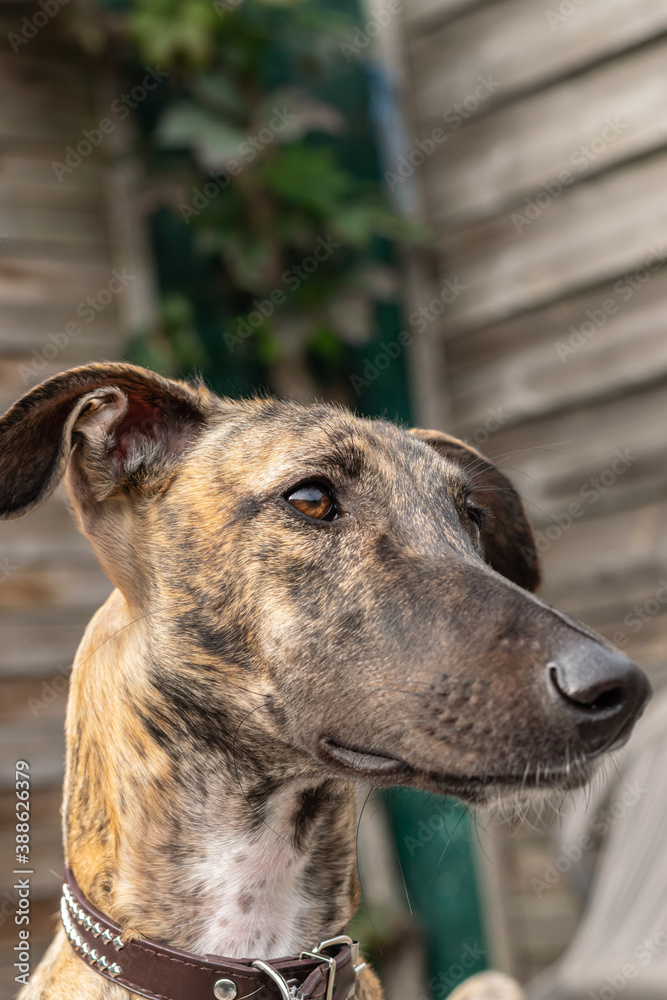 Portrait of the dog Greyhound Galgo,shot taken outside.