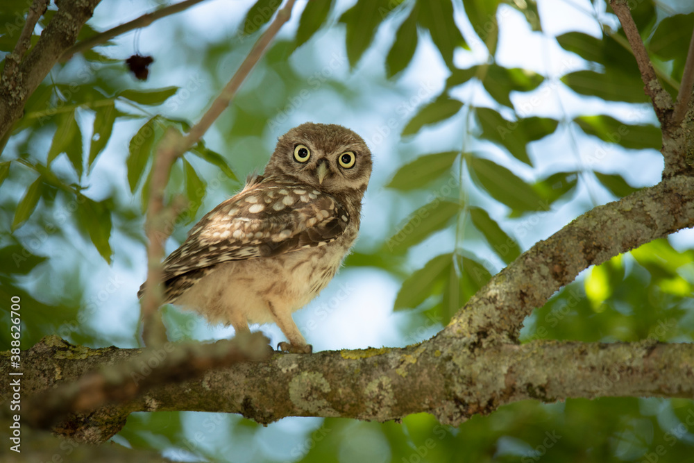 Young Little Owl (Athene Noctua) on a branch in a tree Young Little Owl (Athene Noctua) on a branch in a tree