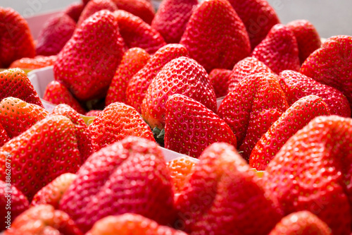 Bright red garden strawberries (Fragaria × ananassa) for sale at an outdoor market in Malmsheim, Germany. Horizontal close-up view photo