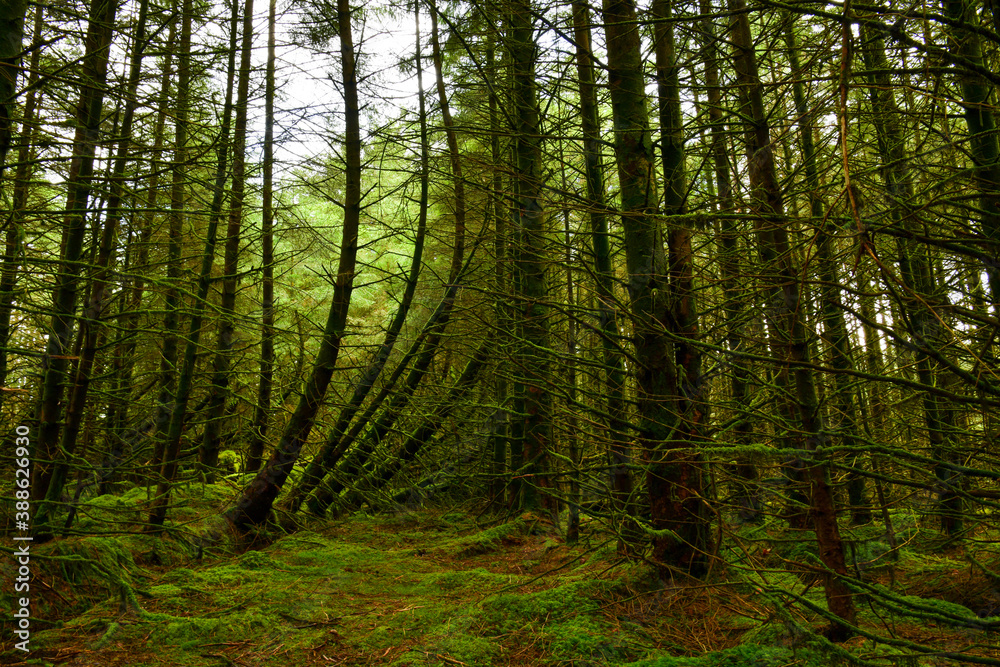 Obraz premium beautiful landscapes, waterfalls, forests full of mushrooms and views of the Isle of Skye in Scotland