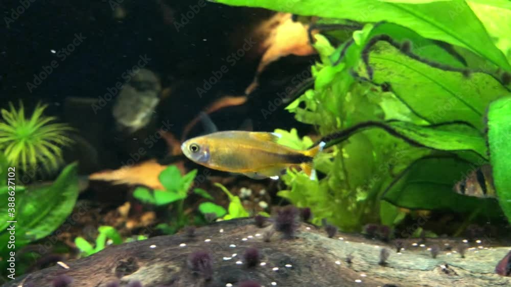 Kupfersalmler, Hasemania nana im Aquarium Kupfersalmler, Hasemania nana im Aquarium