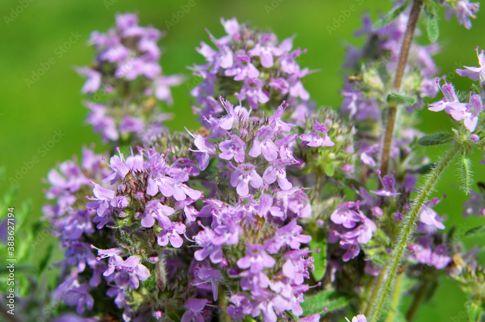 Thyme (Thymus serpyllum) blooms in nature