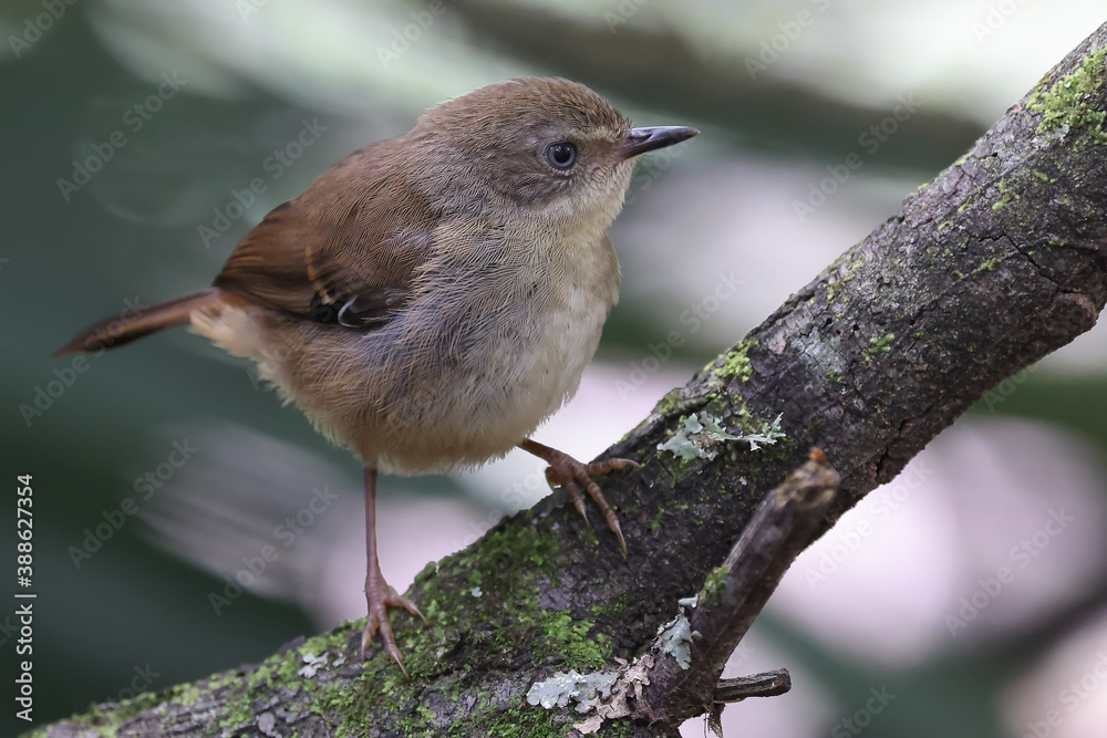 Naklejka premium White-browed Scrub Wren perched on mossy log