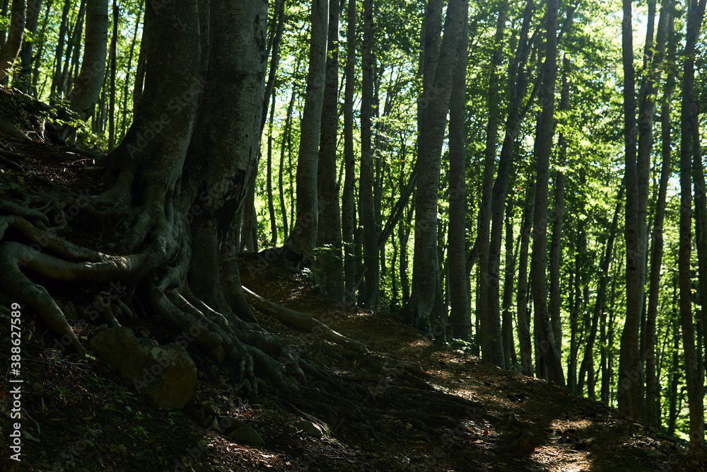 roots of old beech tree growing along a mountain path in the forest roots of old beech tree growing along a mountain path in the forest