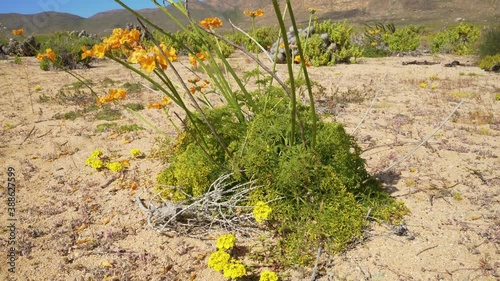 Wide landscape of orange Argylia radiata wild flowers blooming in the dry Atacama desert, bright blue sky day. photo