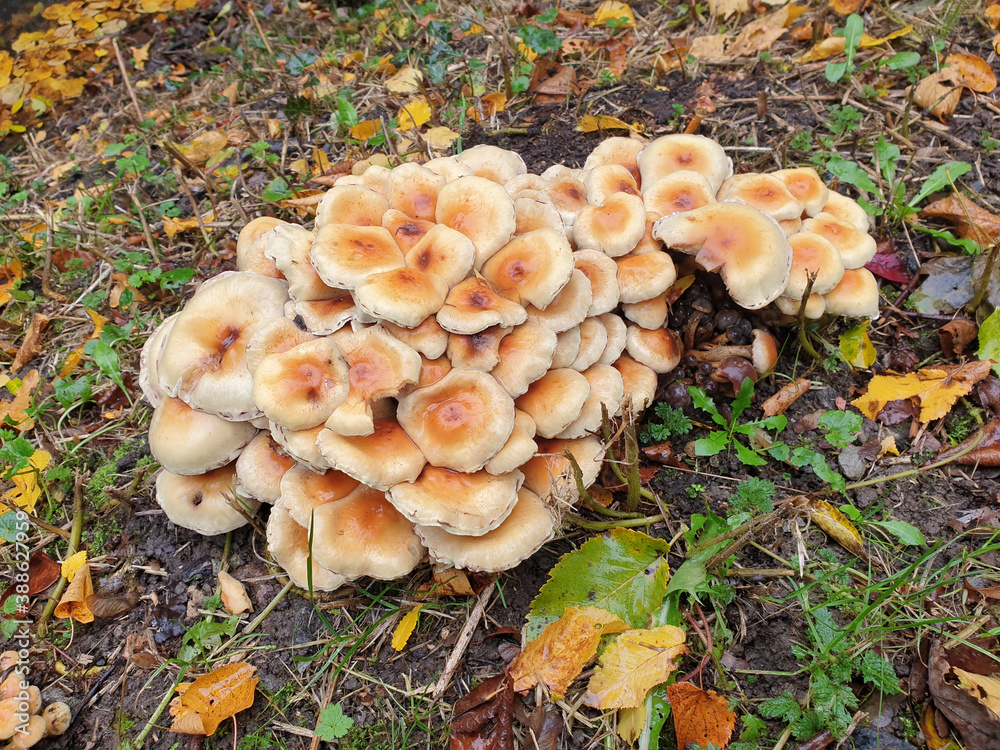 Pilze Pilze
