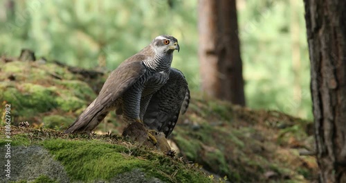 Hunter with caught prey. Northern goshawk, Accipiter gentilis, perched on mossy stone in green forest and feeds on killed pheasant. Raptor in wild nature. Habitat Europe, Asia, North America