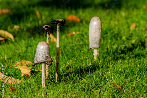 Shaggy ink cap mushroom coprinopsis atramentaria group surrounded by fallen leafes, moody picture showing mushrooms together in warm colors of sunny autumn. Selective focus with shallow depth of field photo