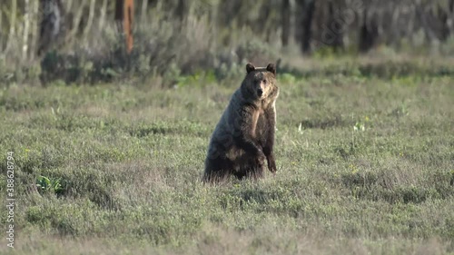 Standing Grizzly - A subadult (2 years old) grizzly bear twin stands to get a better view of potential dangers or threats. Grand Teton National Park, Wyoming. 