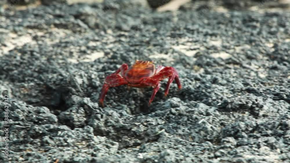 Sally Lightfoot Crab Walking Along Lava Rocks In The Galapagos. Close Up, Follow Shot Sally Lightfoot Crab Walking Along Lava Rocks In The Galapagos. Close Up, Follow Shot