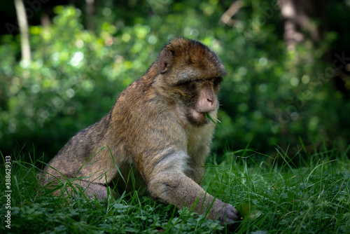 Barbary Macaque Monkey Sitting in Long Grass Eating