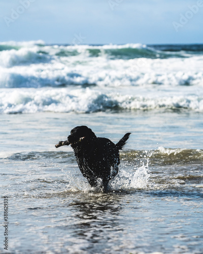 Dog playing fetch in the Ocean