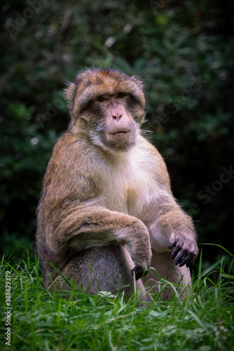 Barbary Macaque Monkey Sitting Dark Bokeh Background © Paul