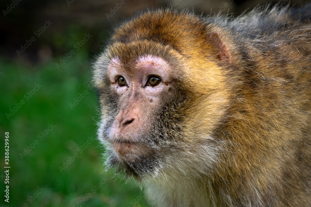 Close Up Barbary Macaque Face Monkey Close Up Barbary Macaque Face Monkey