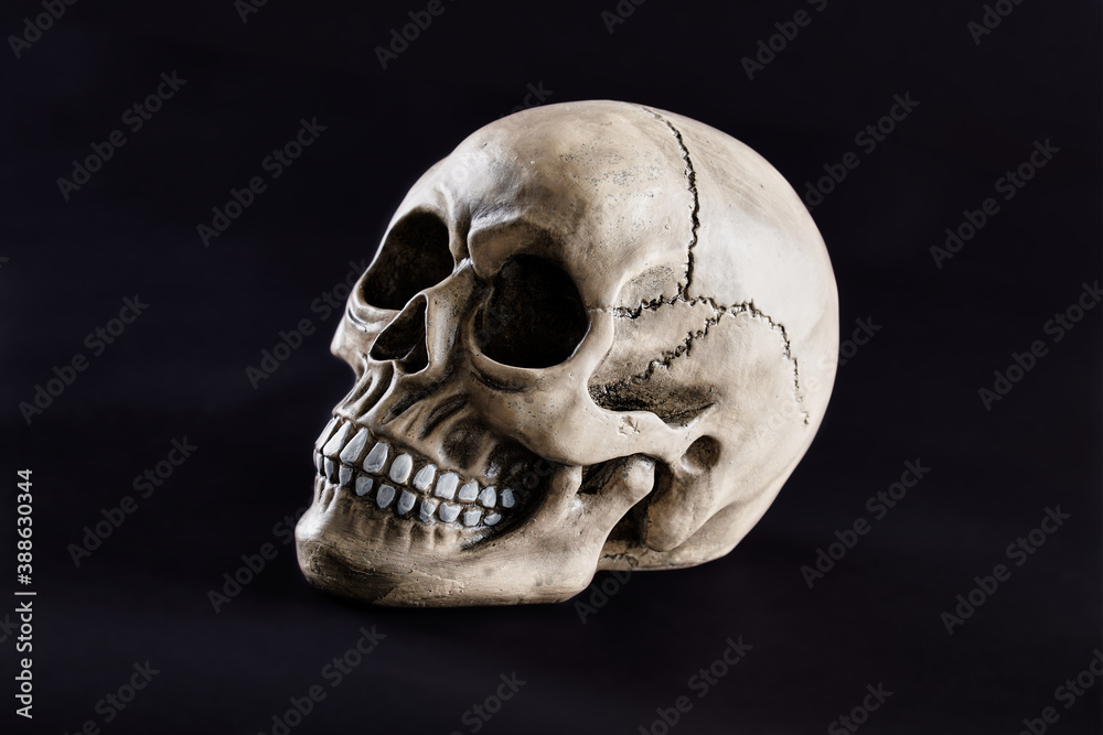 human skull on dark background for halloween close up human skull on dark background for halloween close up