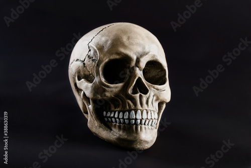 human skull on dark background for halloween close up