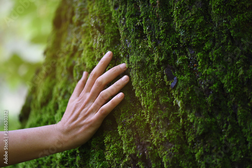 Touch of fresh moss in the forest photo