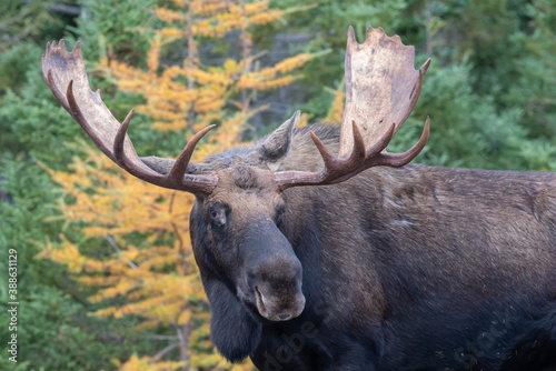 Bull Moose in the Cape Breton Highlands National Park, Nova Scotia..