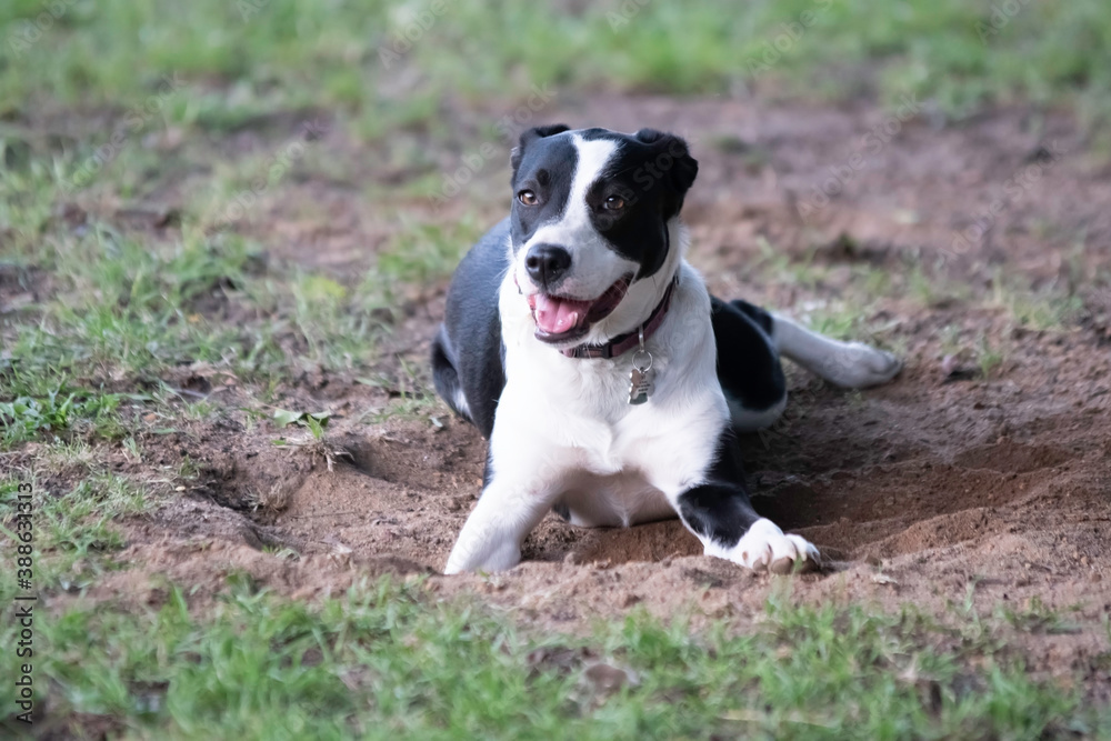 Black and white dog in hole she has just dug