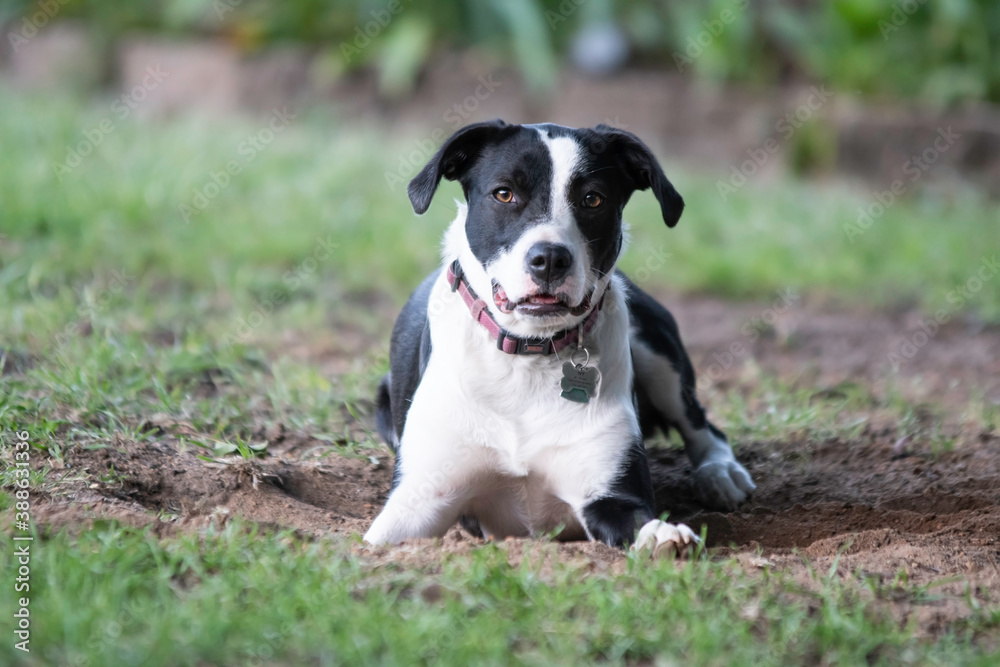 Black and white dog lying in hole dug in the yard