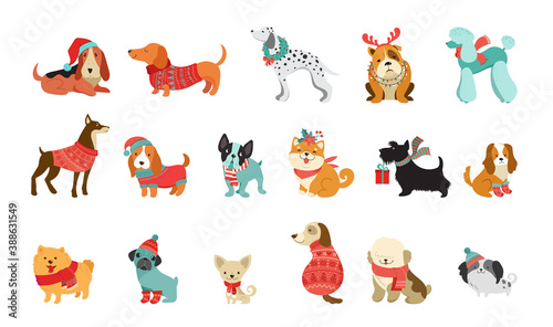 Collection of Christmas dogs, Merry Christmas illustrations of cute pets with accessories like a knitted hats, sweaters, scarfs, vector graphic elements
