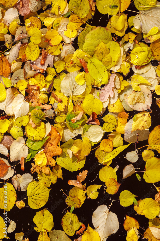 background of autumn yellow leaves on the water. background of autumn yellow leaves on the water.