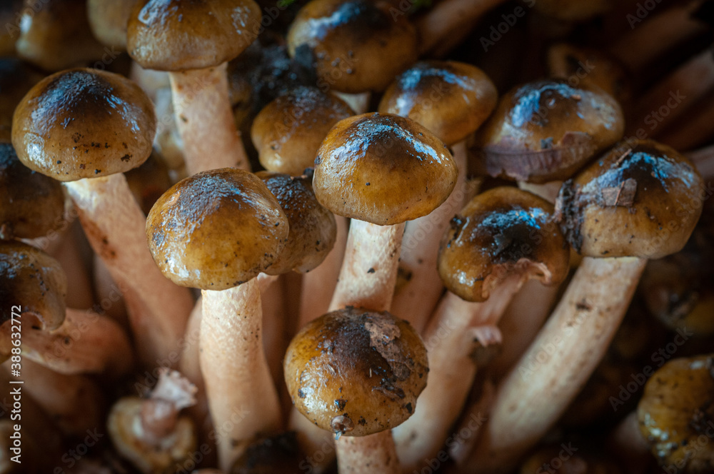 Funghi pioppini in primo piano Funghi pioppini in primo piano