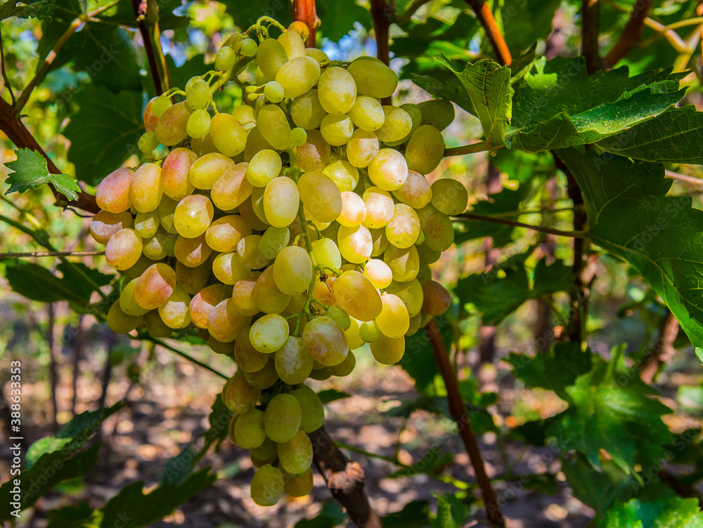 Ripe Bunches Grapes Grape Vine Ripe Bunches Grapes Grape Vine