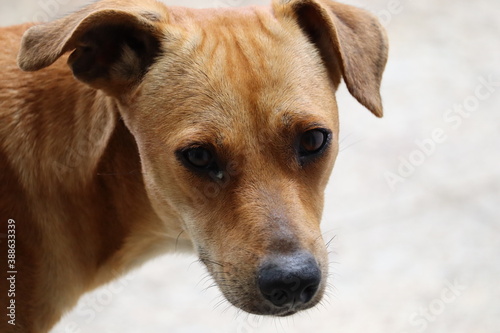 Cachorro cara