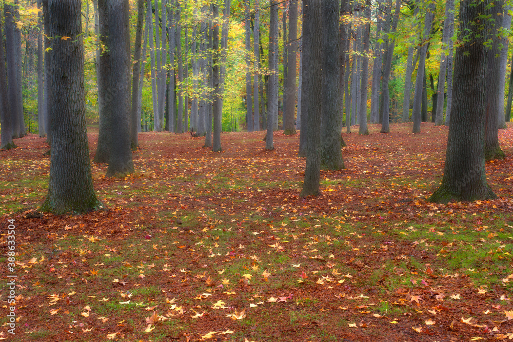 Woodland scene during autumn season with leaves on the ground