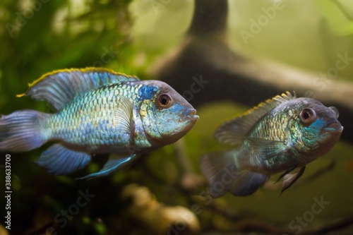 spawning pair of nannacara, active and healthy freshwater adult cichlid fish, Asian artificial breed of Acara in natural design planted aquarium, shallow dof image