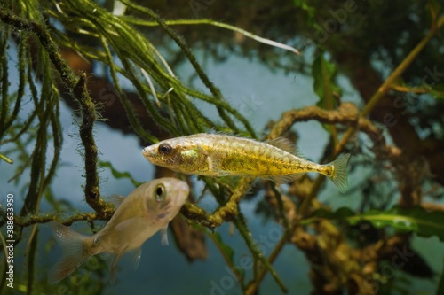 ninespine stickleback, intelligent freshwater decorative wild fish lifts its spines showing territorial behavior, European temperate lake biotope aquarium, nature perfection concept photo