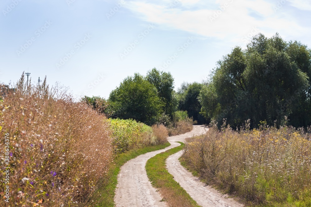 narrow and winding countryside dirt road with tyre tracks, rich vegetation of weeds and willow trees, sunny summer day, rural landscape background