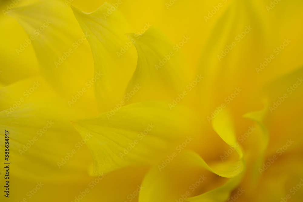yellow Dahlia flower, close-up petals, background