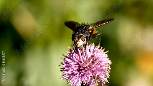 Mouche sur fleur. photo