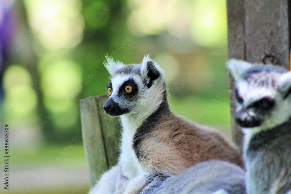 Obraz premium lemur on a tree