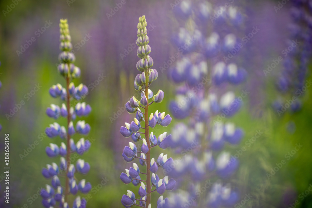 Lupinus Lupinus