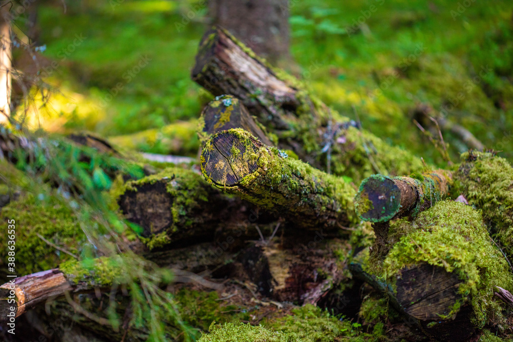 Fototapeta premium Moss on tree logs