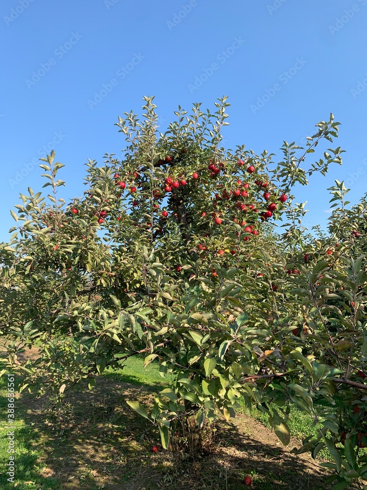 apples on a branch apples on a branch
