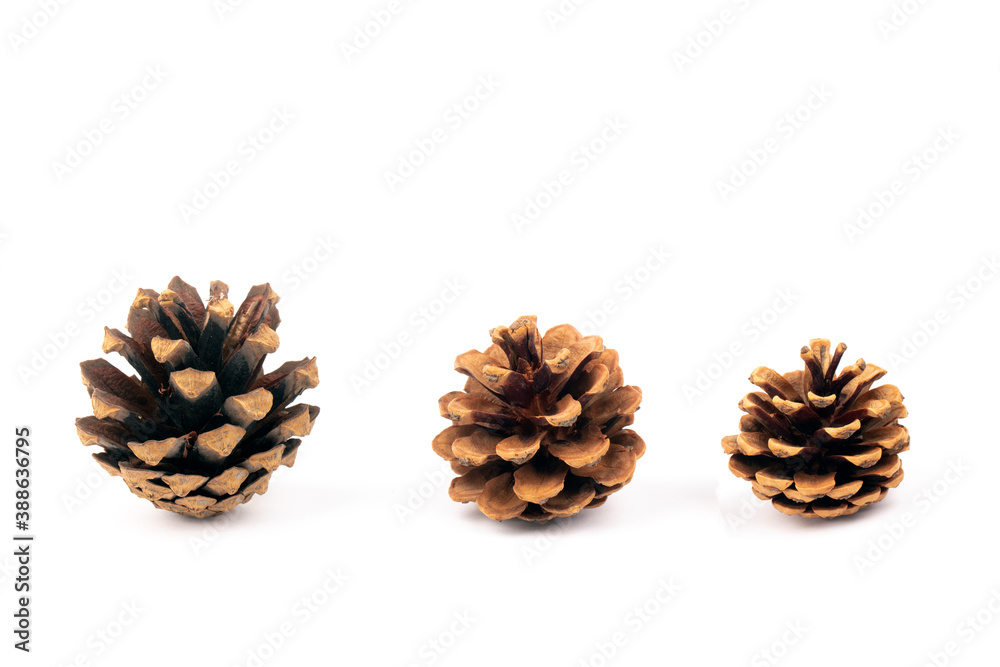 Fir Cones Fir Cones