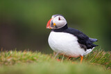 Atlantic puffin, fratercula arctica, standing on grass in summer nature. Black and white bird with orange beak looking on green glade in Iceland. Seabird observing on grassland.