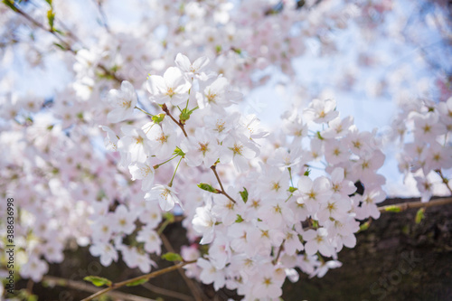 満開の桜