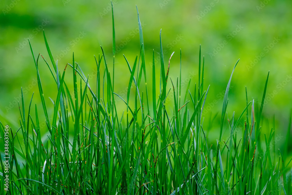 green grass background green grass background